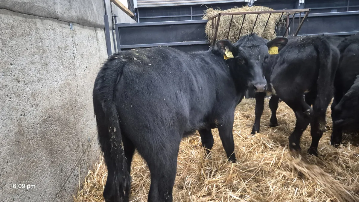 11 Super Proper Aberdeen Angus Heifers - Image 4