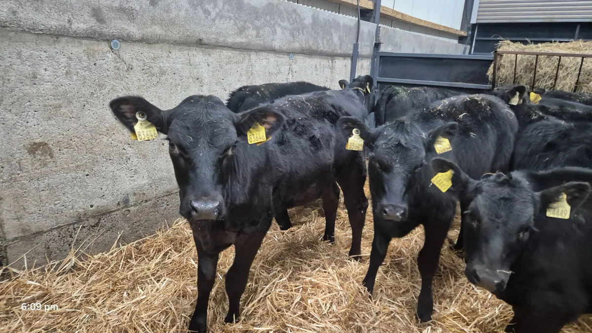 11 Super Proper Aberdeen Angus Heifers - Image 1