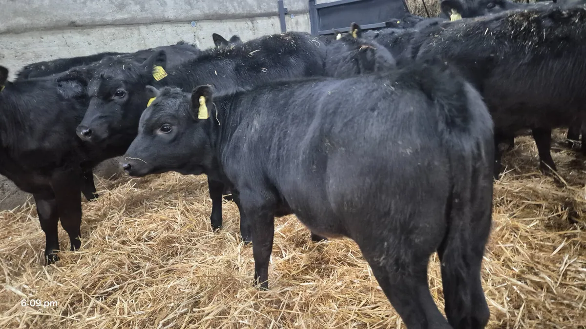 11 Super Proper Aberdeen Angus Heifers - Image 3