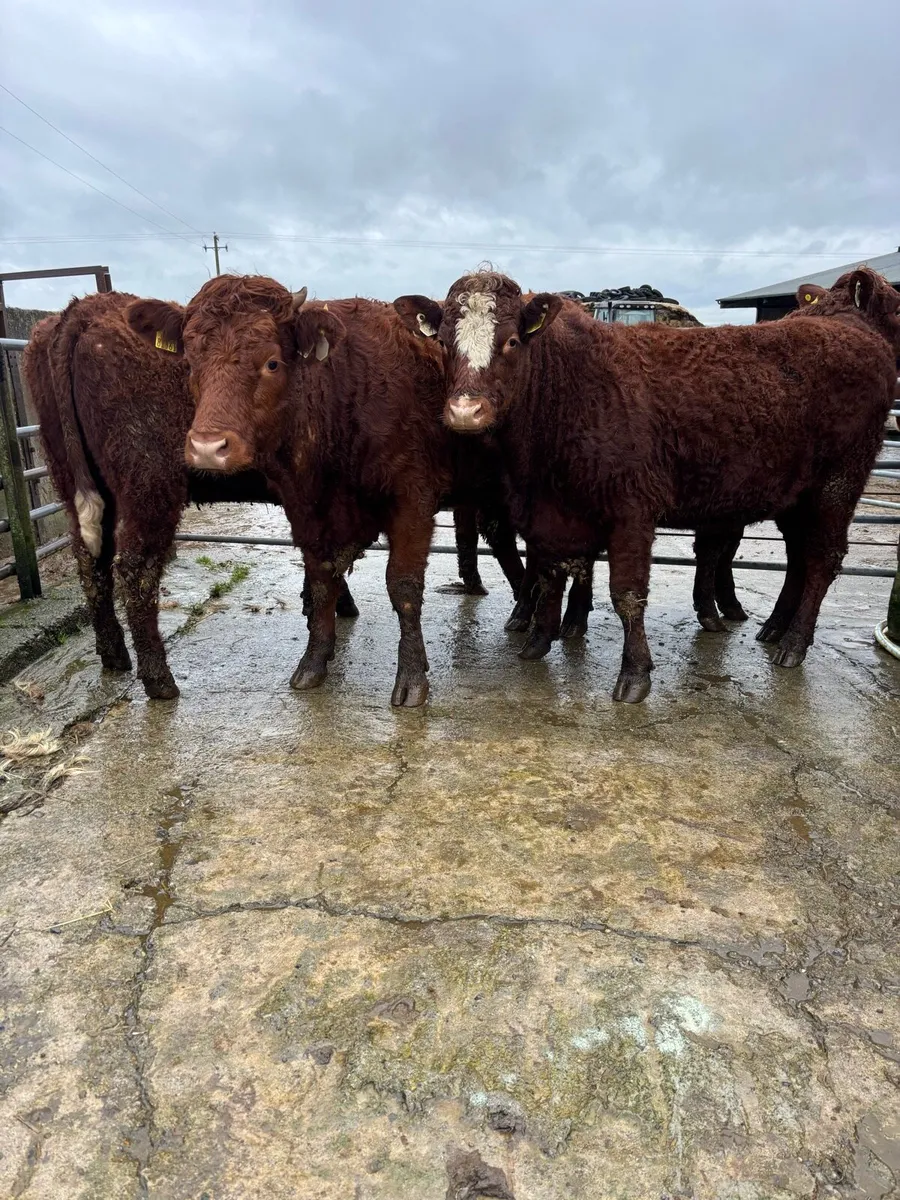 Saler x heifers - Image 3