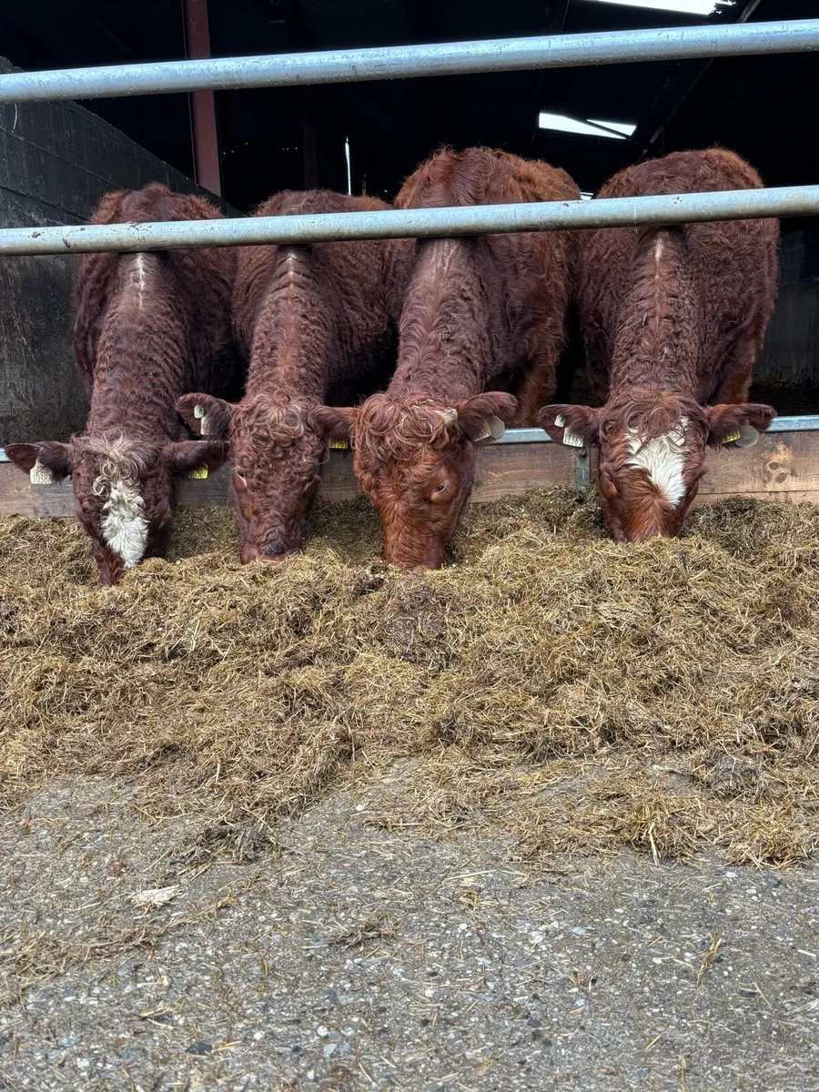 Saler x heifers - Image 1