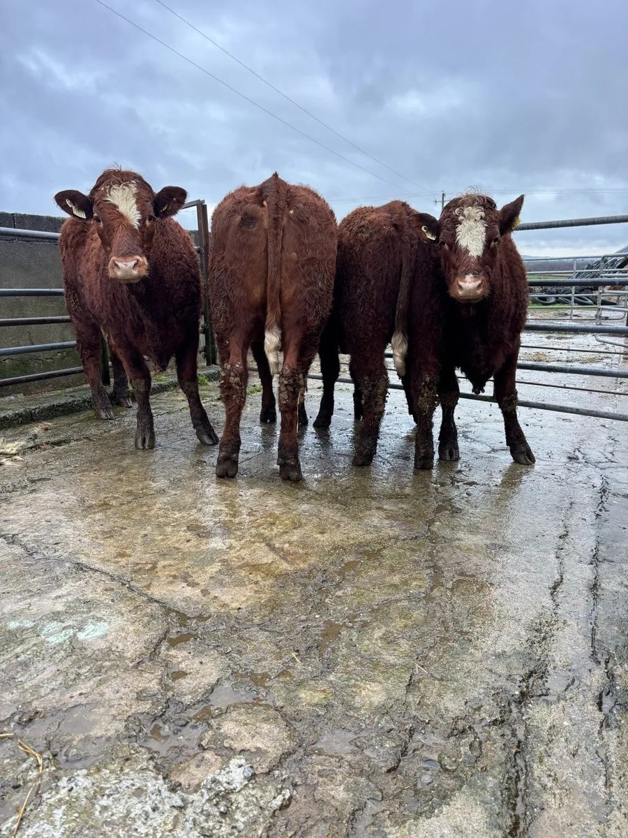 Saler x heifers - Image 4