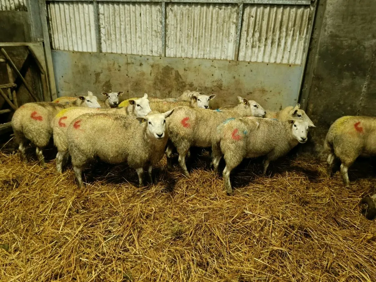 Inlamb Ewes - Image 1