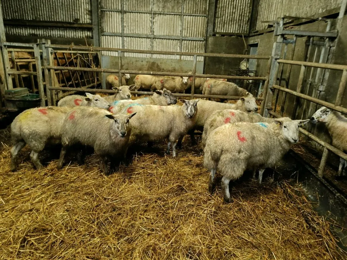 Inlamb Ewes - Image 2