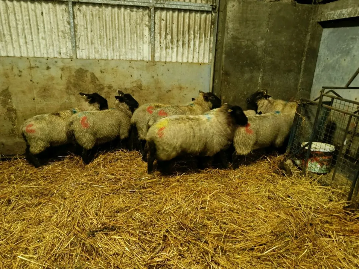 Inlamb Ewes - Image 3