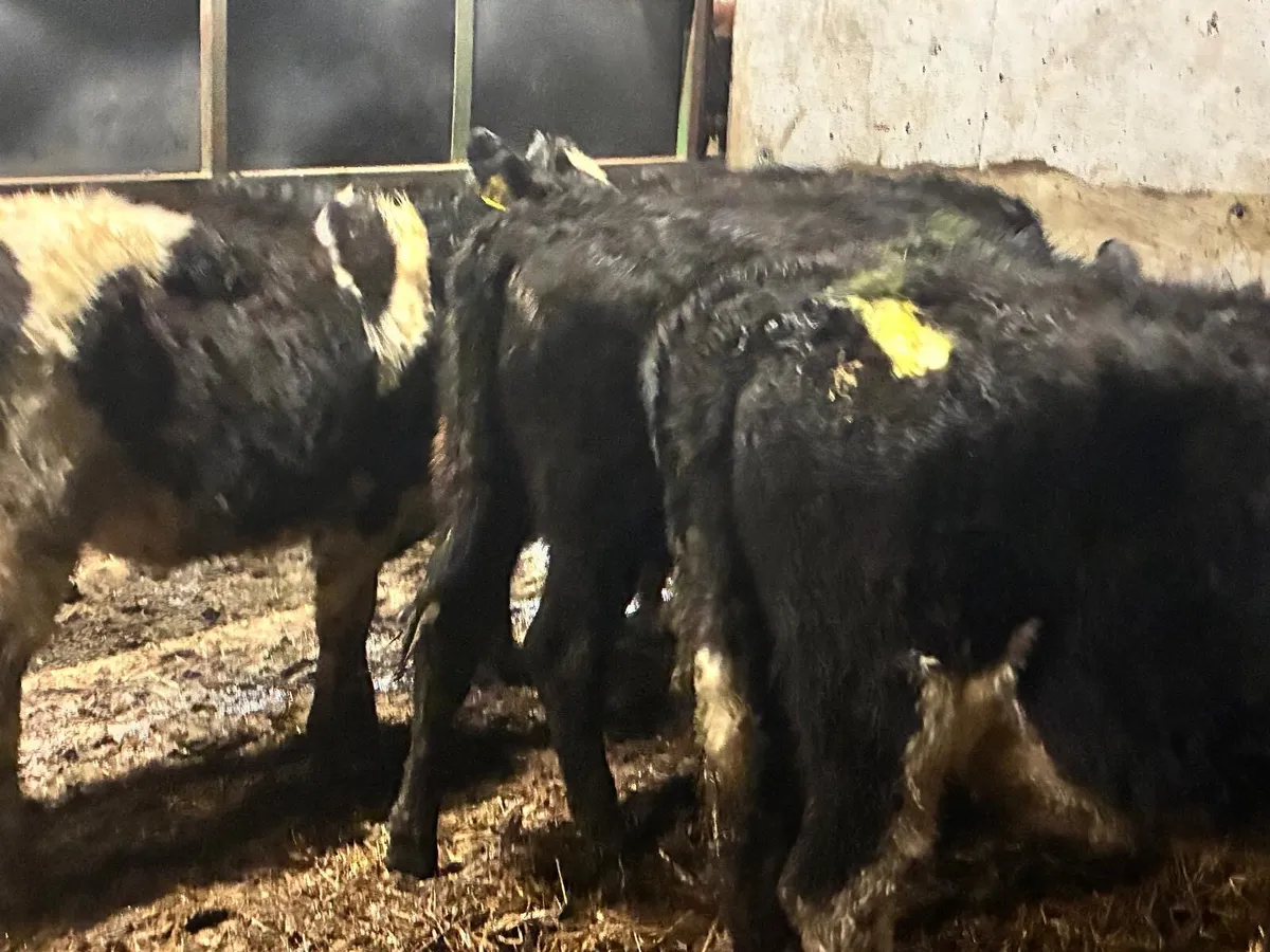 9 Heifers for sale - Image 4