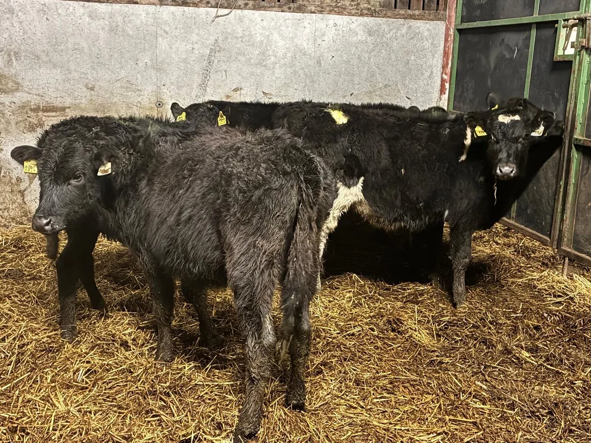 9 Heifers for sale - Image 1