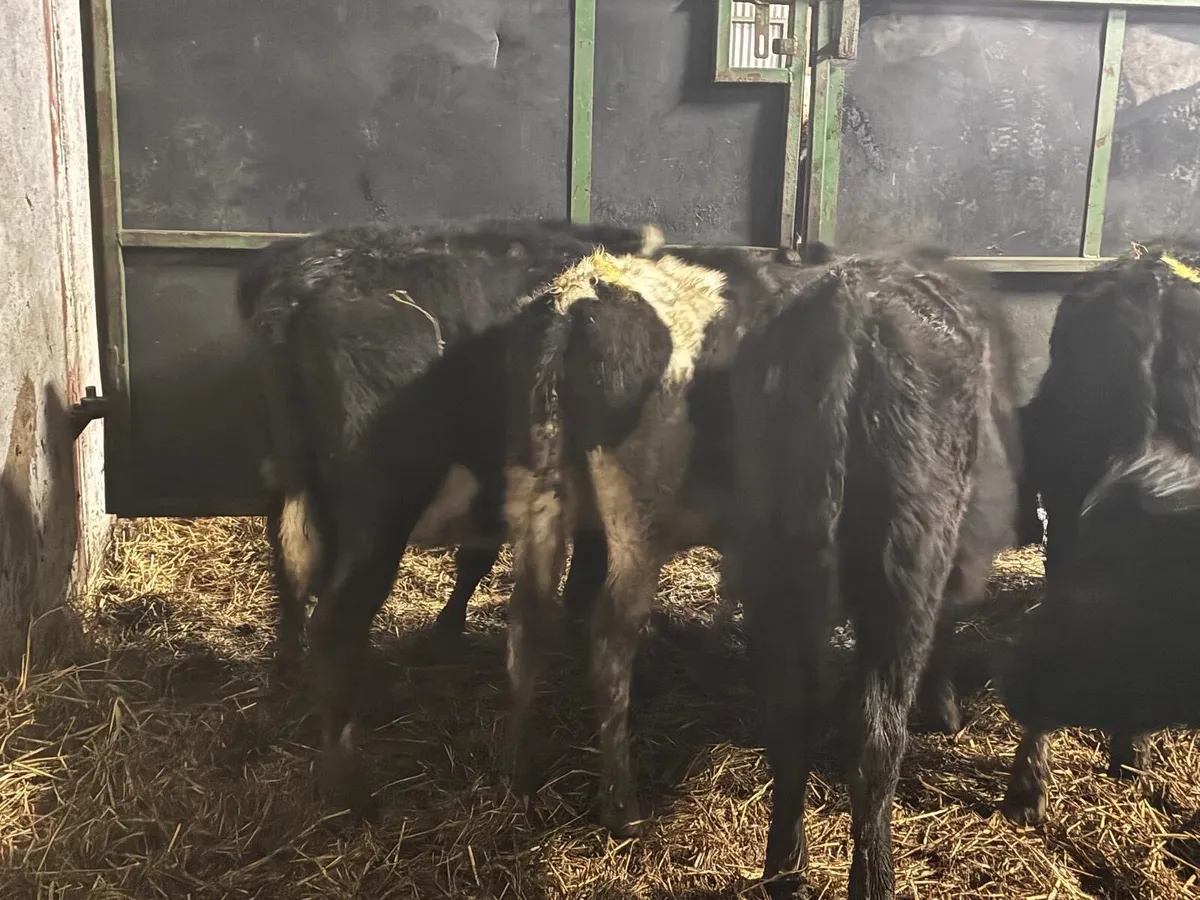 9 Heifers for sale - Image 2
