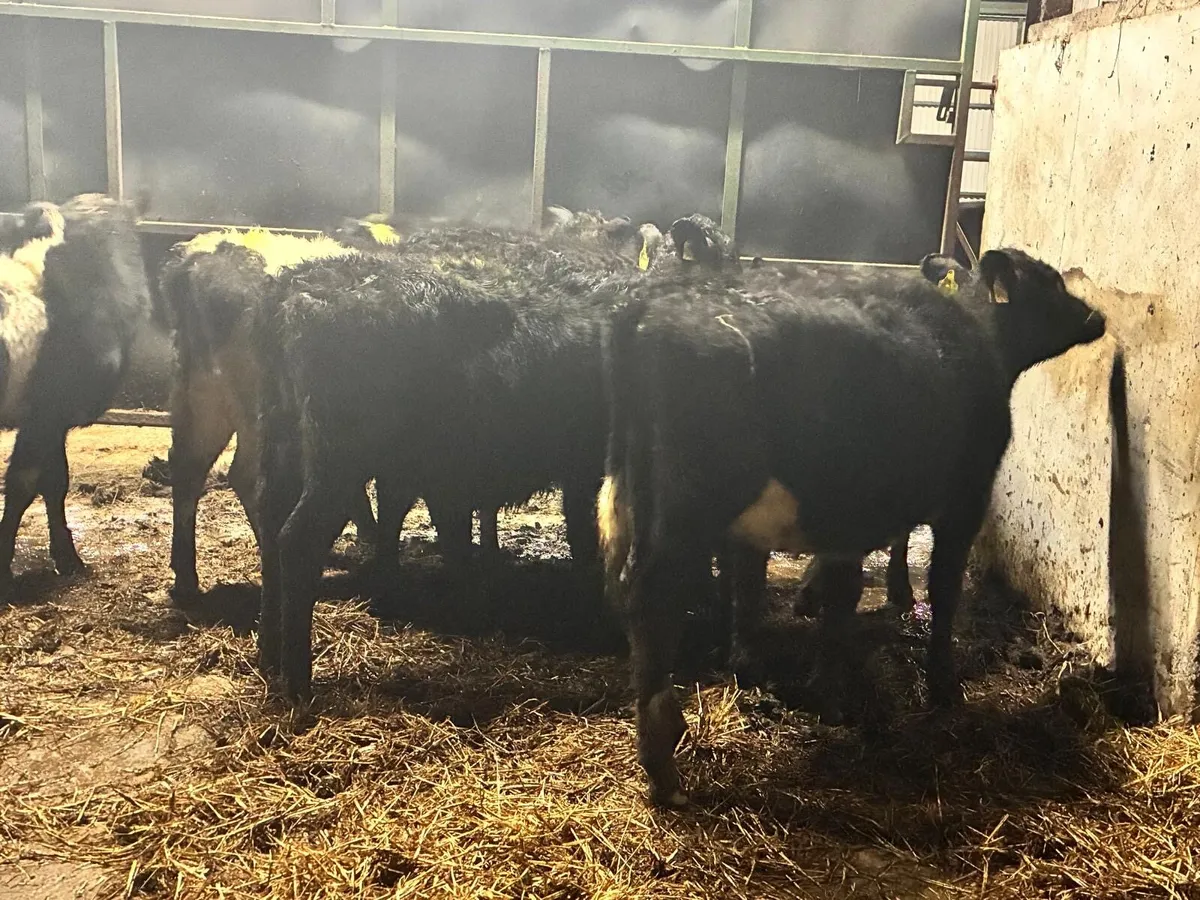 9 Heifers for sale - Image 3