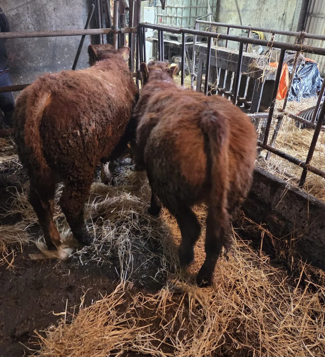 Pedigree Limousine Weanlings - Image 2