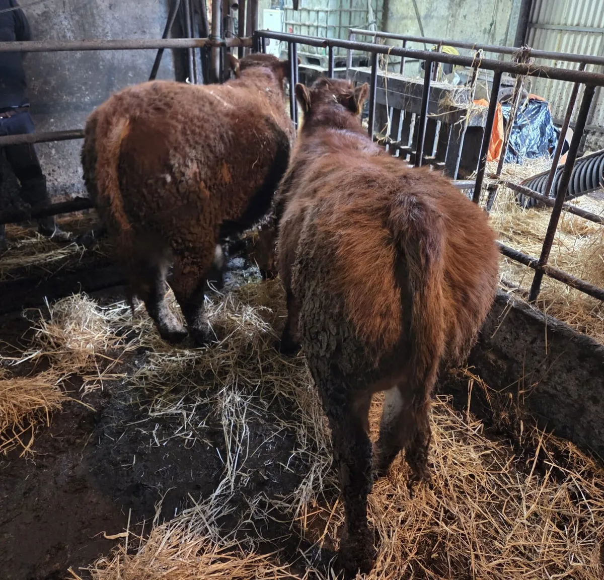 Pedigree Limousine Weanlings - Image 3