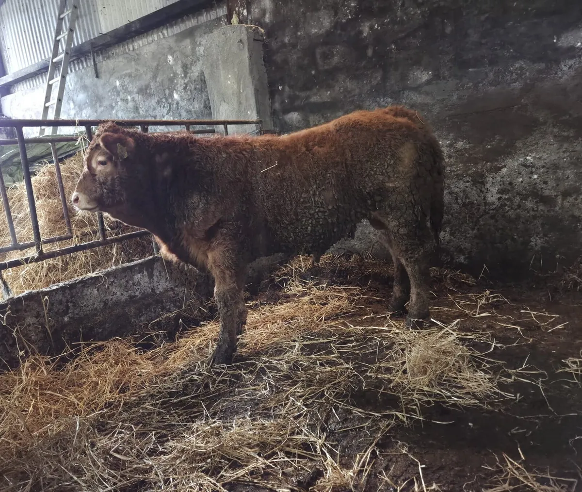 Pedigree Limousine Weanlings - Image 1