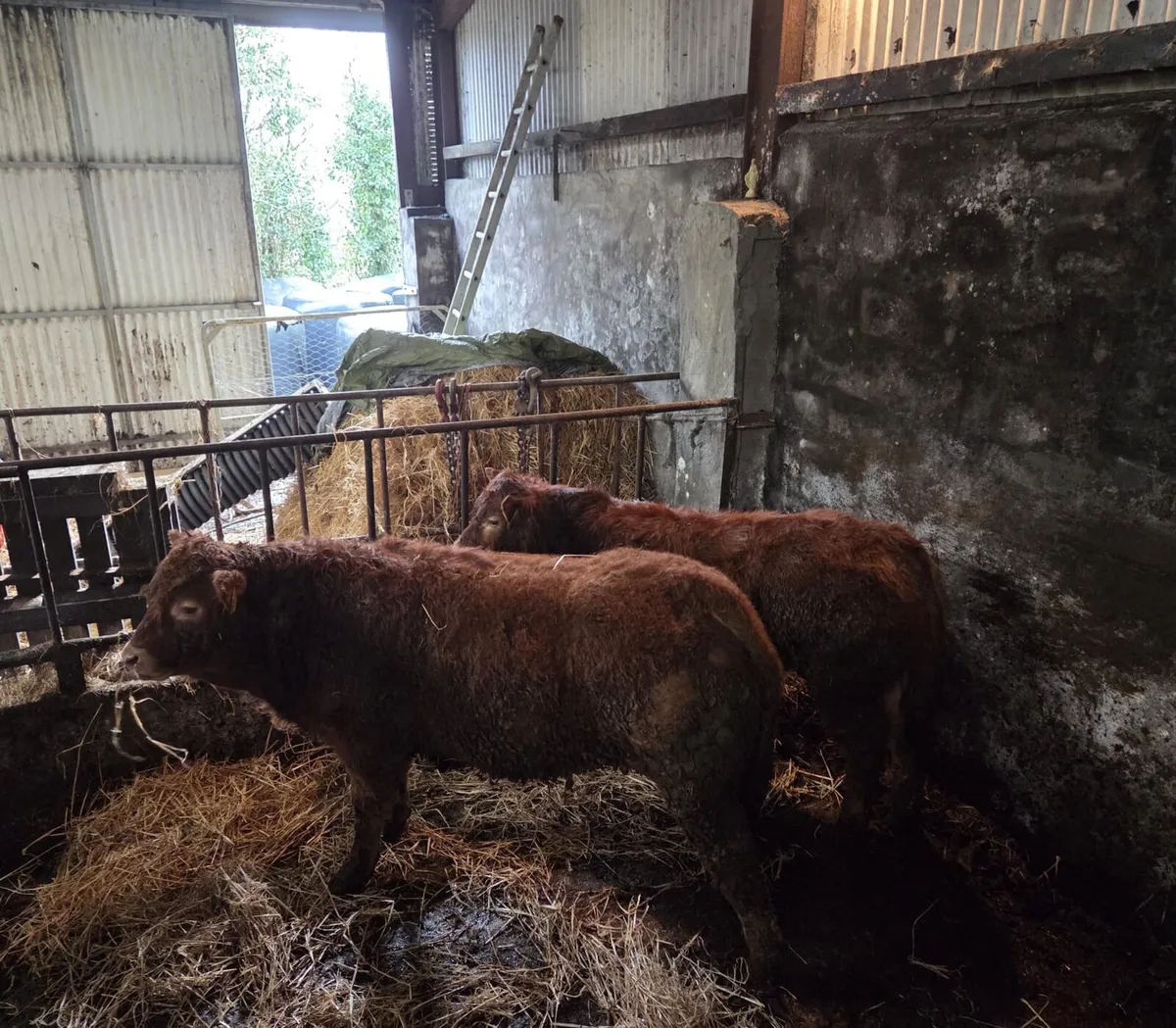 Pedigree Limousine Weanlings - Image 4