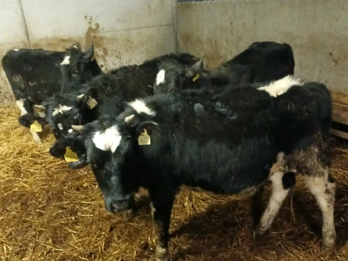 4 FRIESEN HEIFERS FOR SALE - Image 1