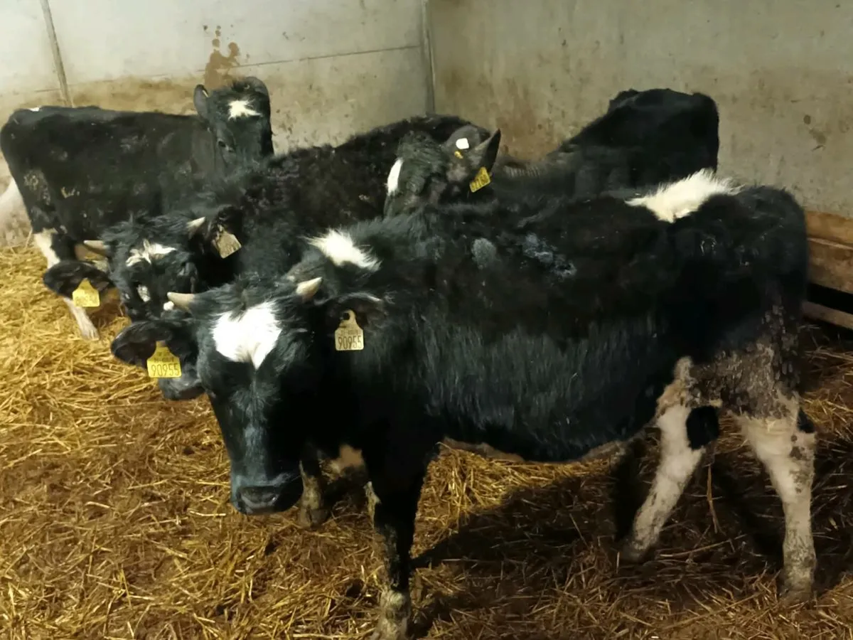 4 FRIESEN HEIFERS FOR SALE - Image 2