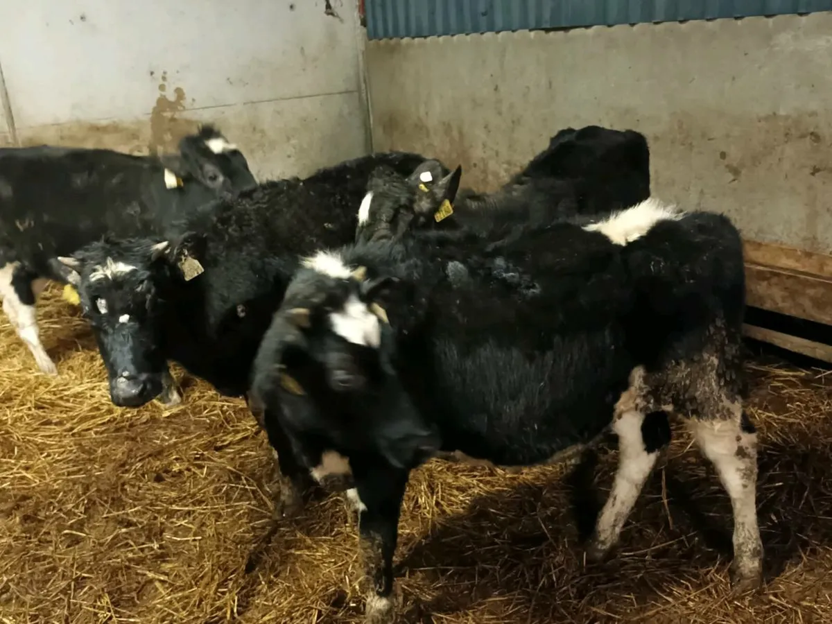 4 FRIESEN HEIFERS FOR SALE - Image 3