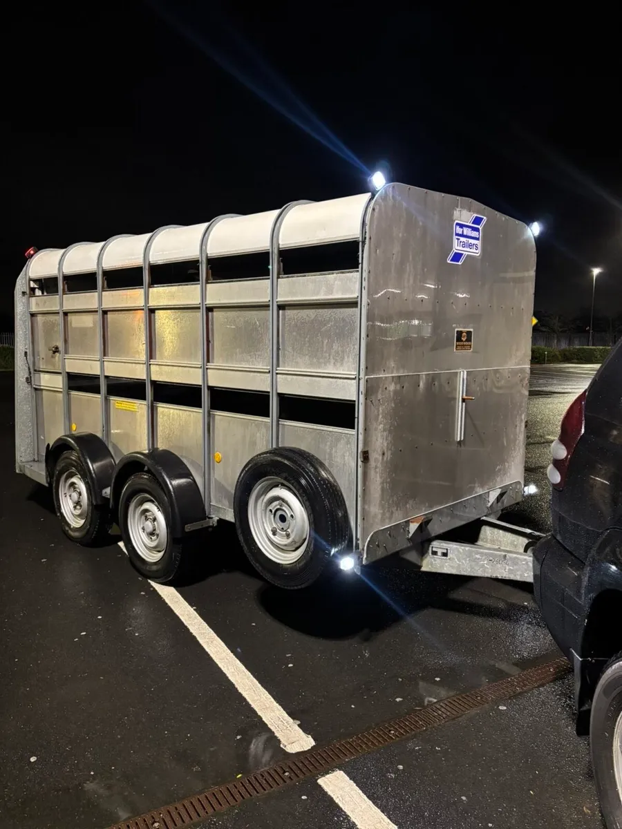 16x6,6 Ifor Williams cattle trailer - Image 1