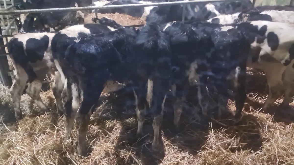 Reared calves - Image 3