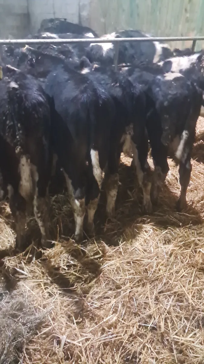 Reared calves - Image 1
