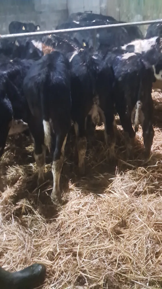 Reared calves - Image 4