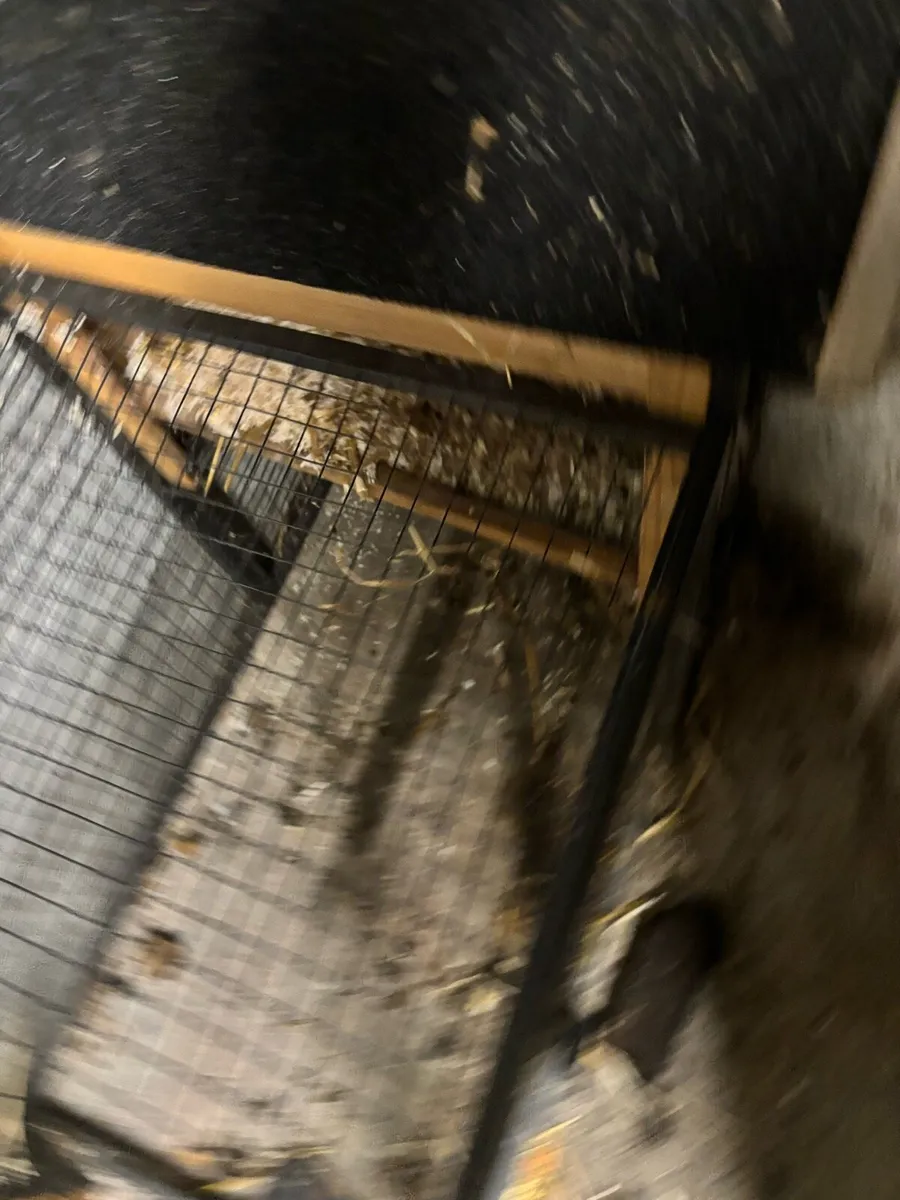 Rabbit hut - Image 2