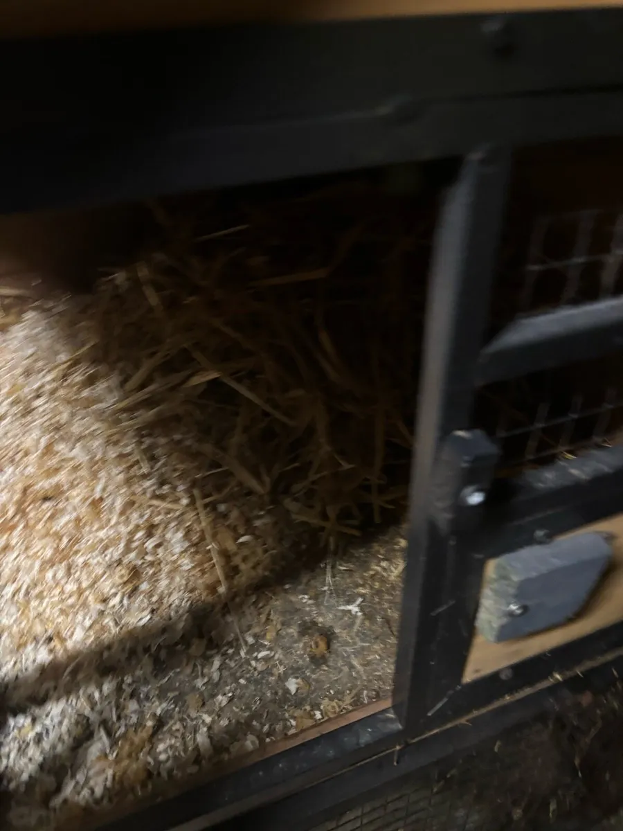 Rabbit hut - Image 3