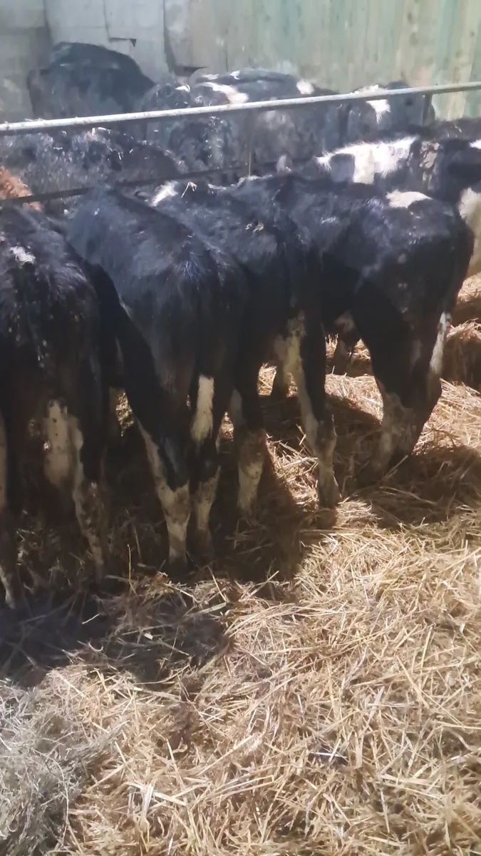 Reared calves - Image 2