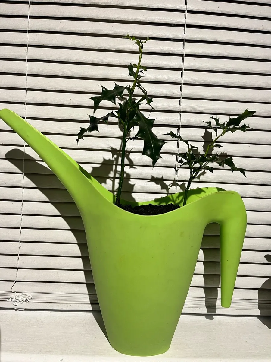 Holy trees plants - Image 1