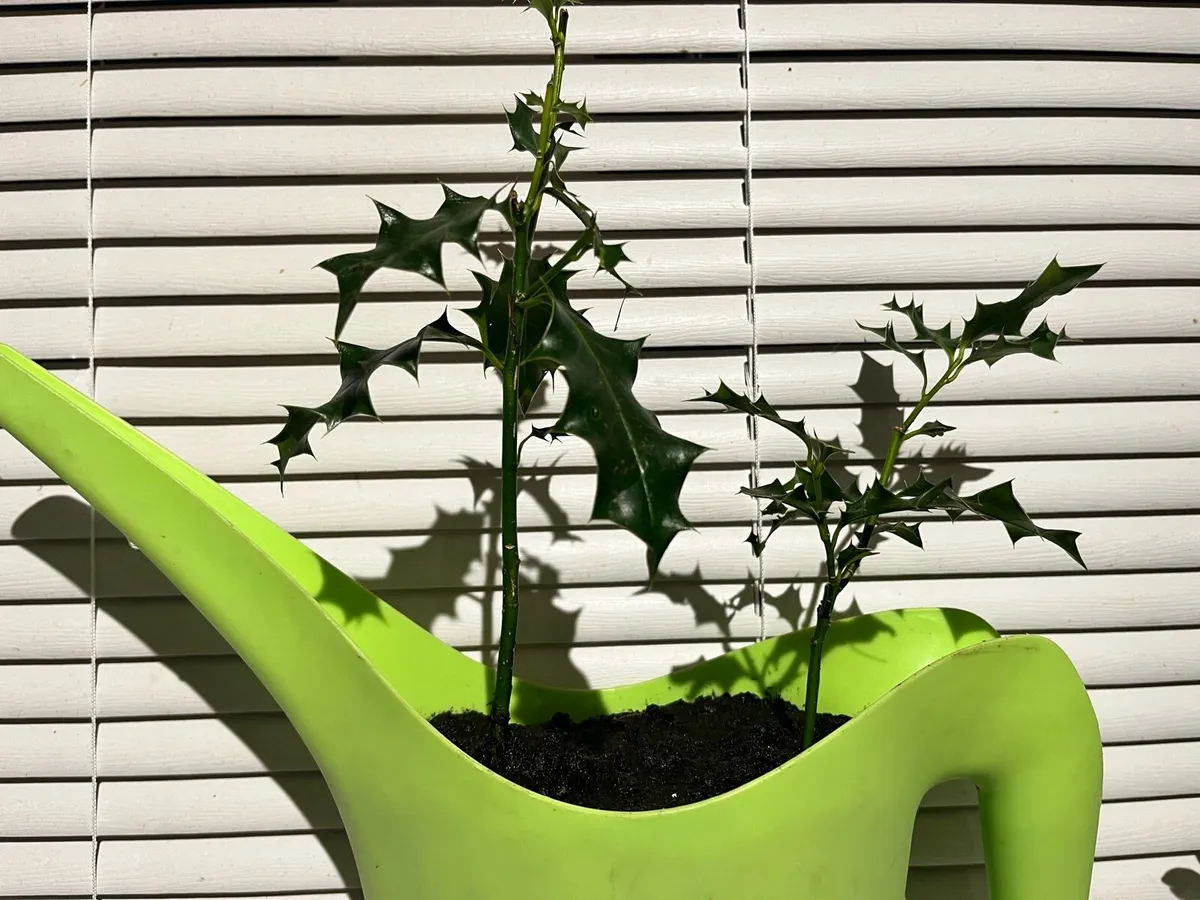 Holy trees plants - Image 2