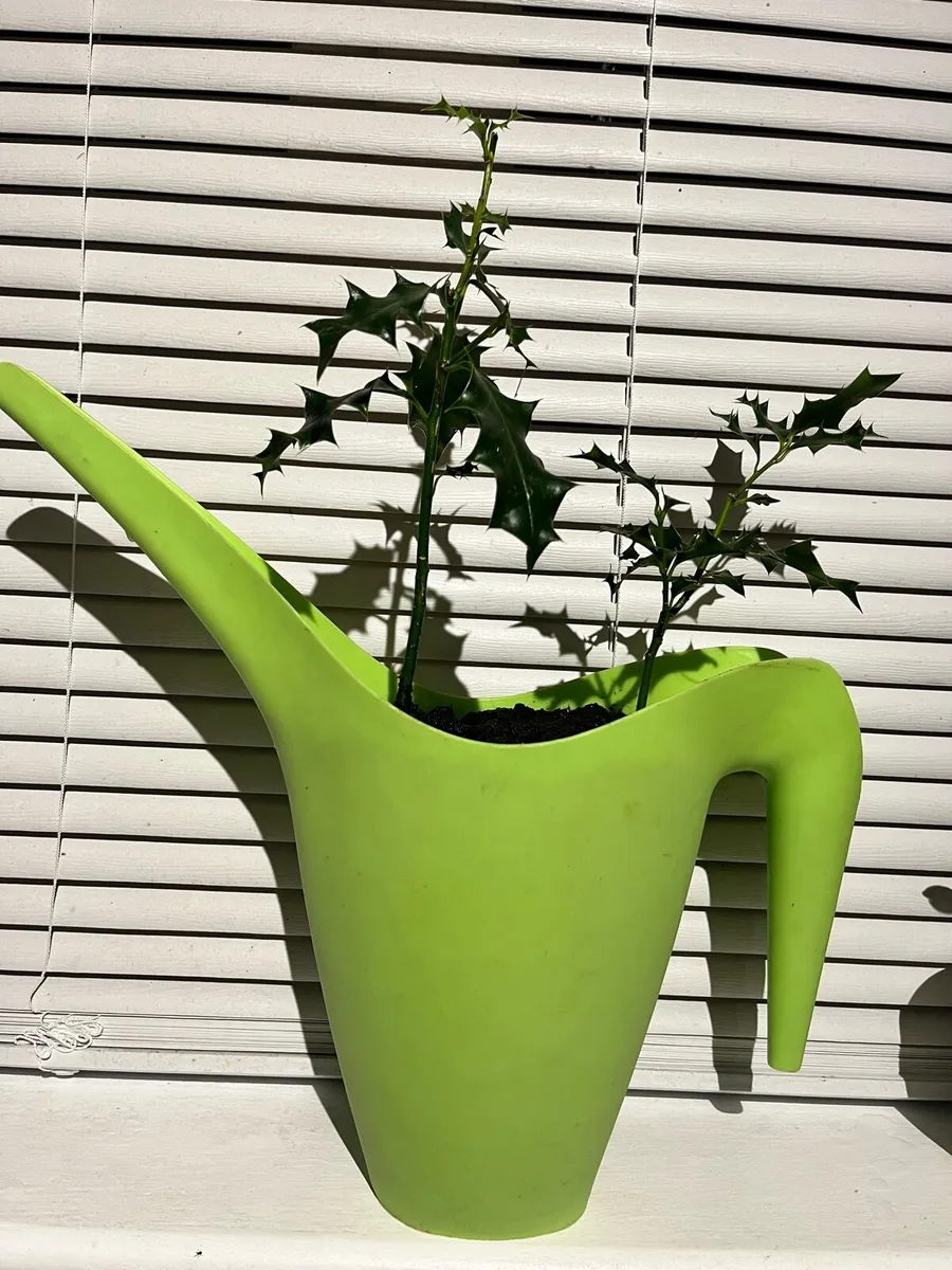 Holy trees plants - Image 3