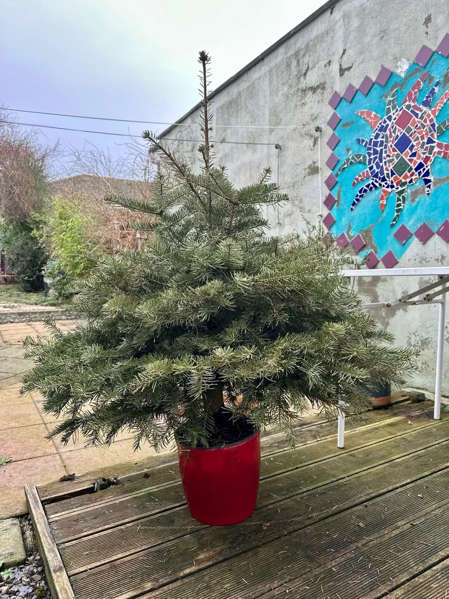 Pine tree as Christmas tree (potted) - Image 1