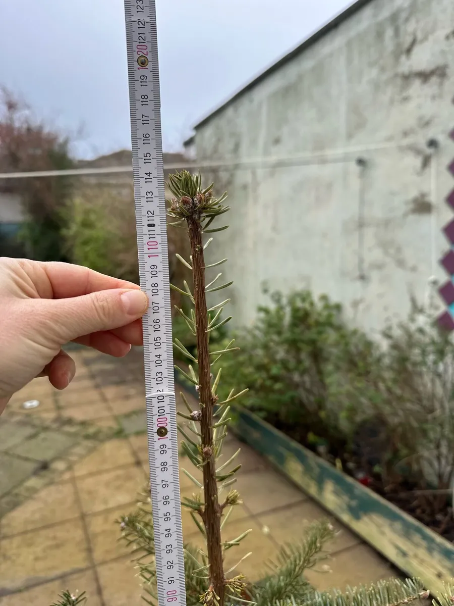 Pine tree as Christmas tree (potted) - Image 2