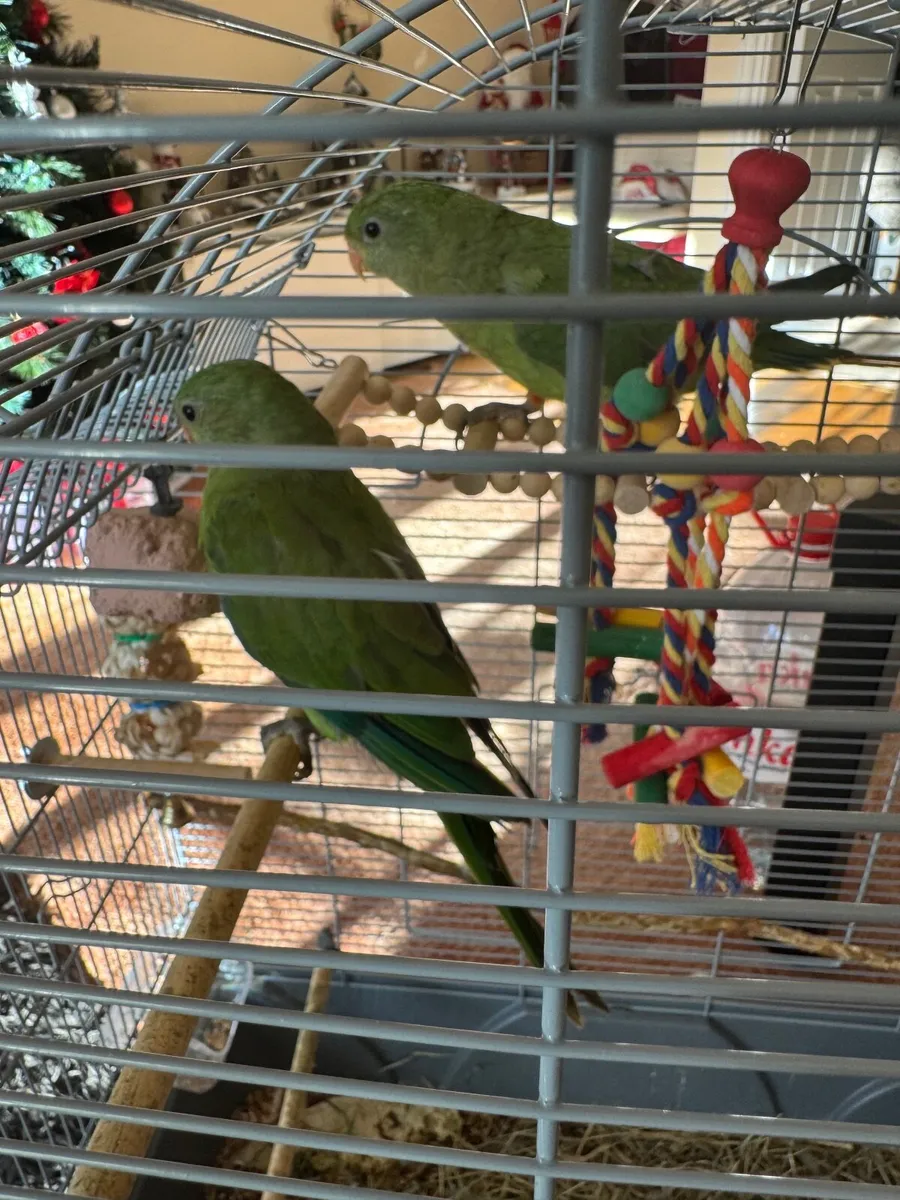Parrots - Image 1