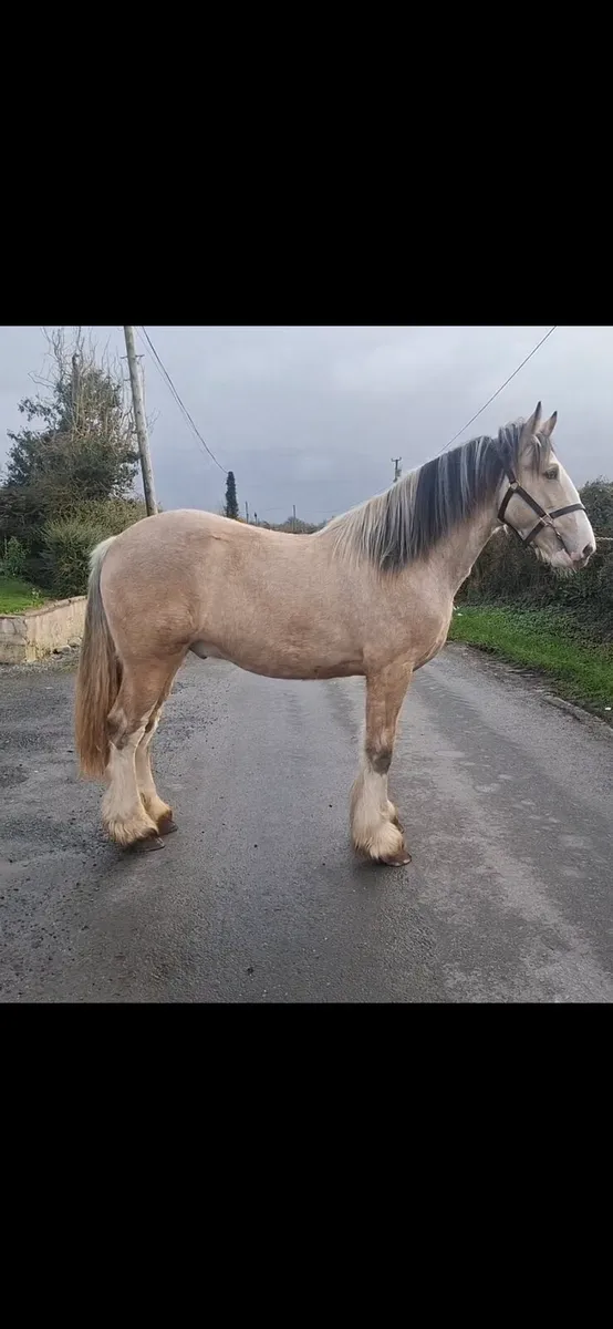 ***Dun Colt*** - Image 1