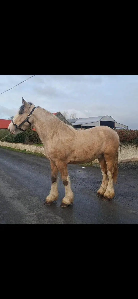 ***Dun Colt*** - Image 2