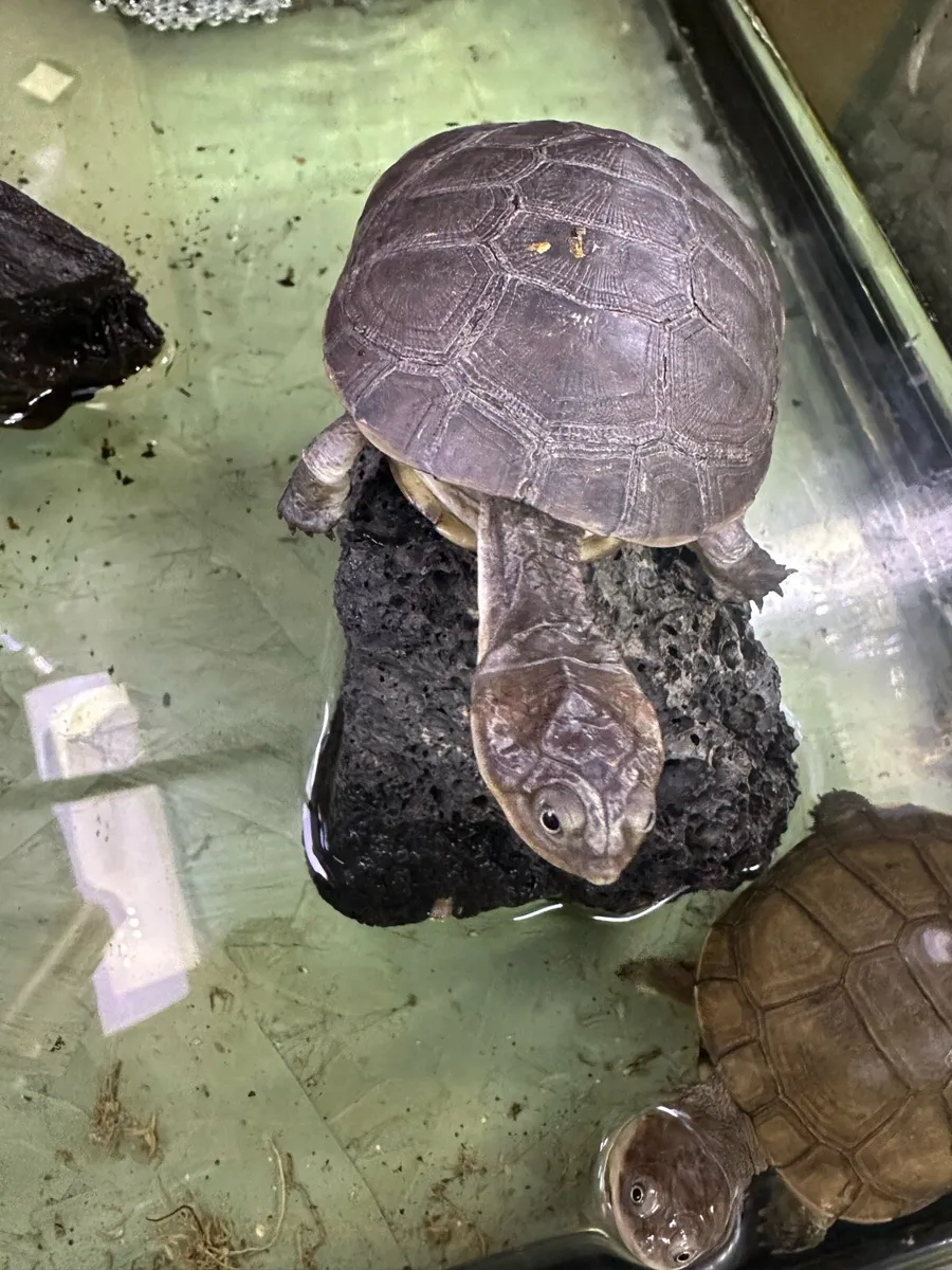 African Sideneck Turtle (Pelomedusa subrufa)