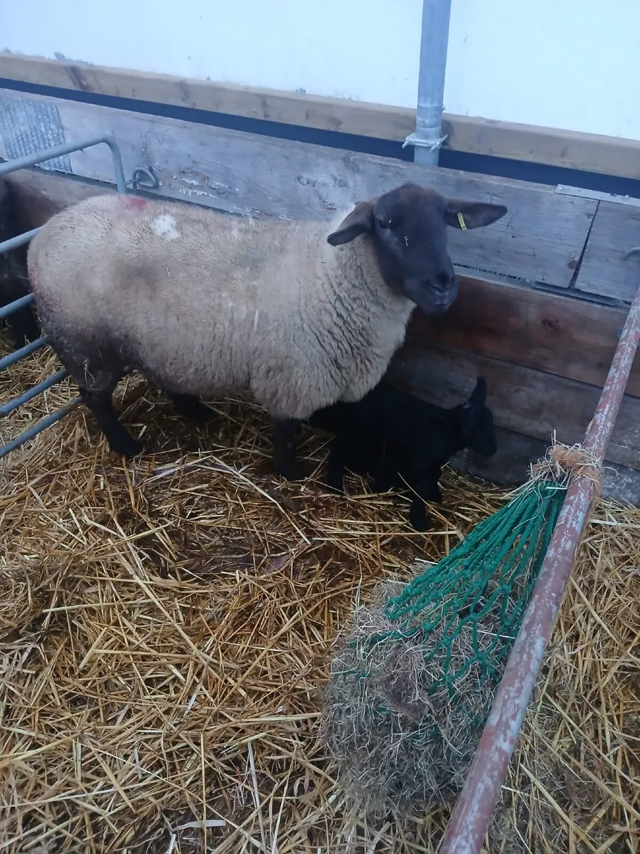 Ewes and lambs - Image 1