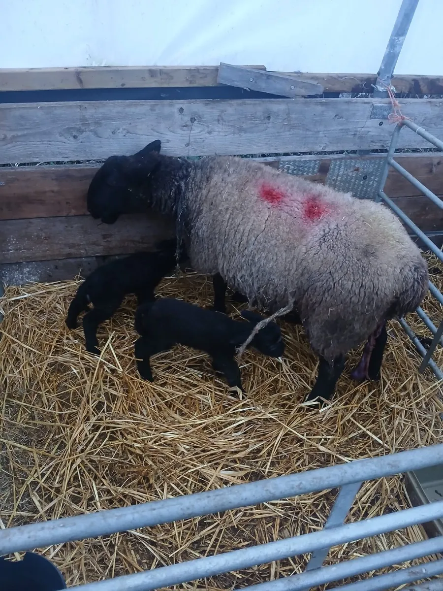 Ewes and lambs - Image 2
