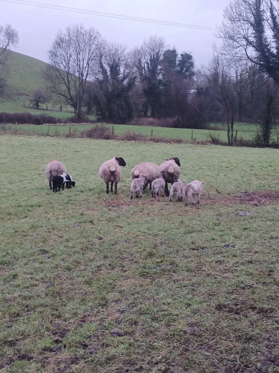 Ewes and lambs - Image 3