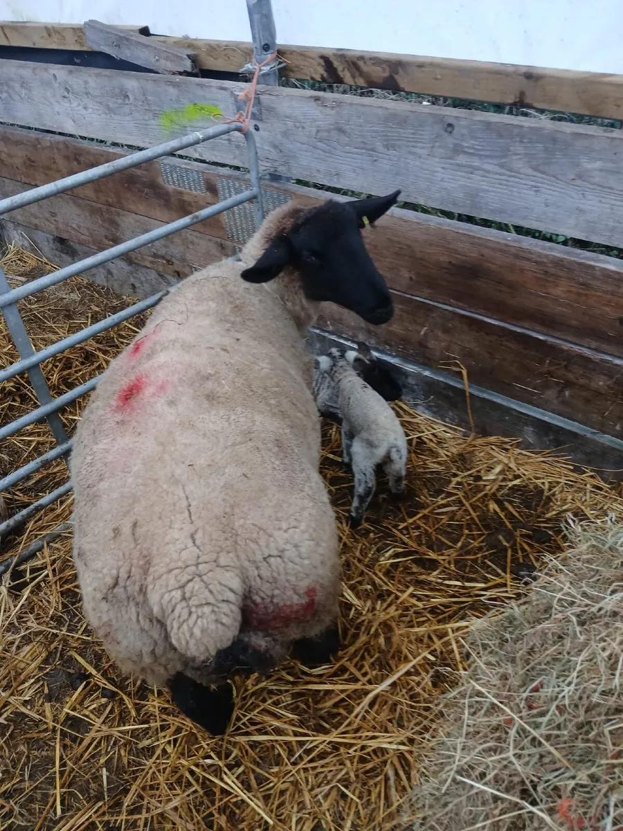 Ewes and lambs - Image 4