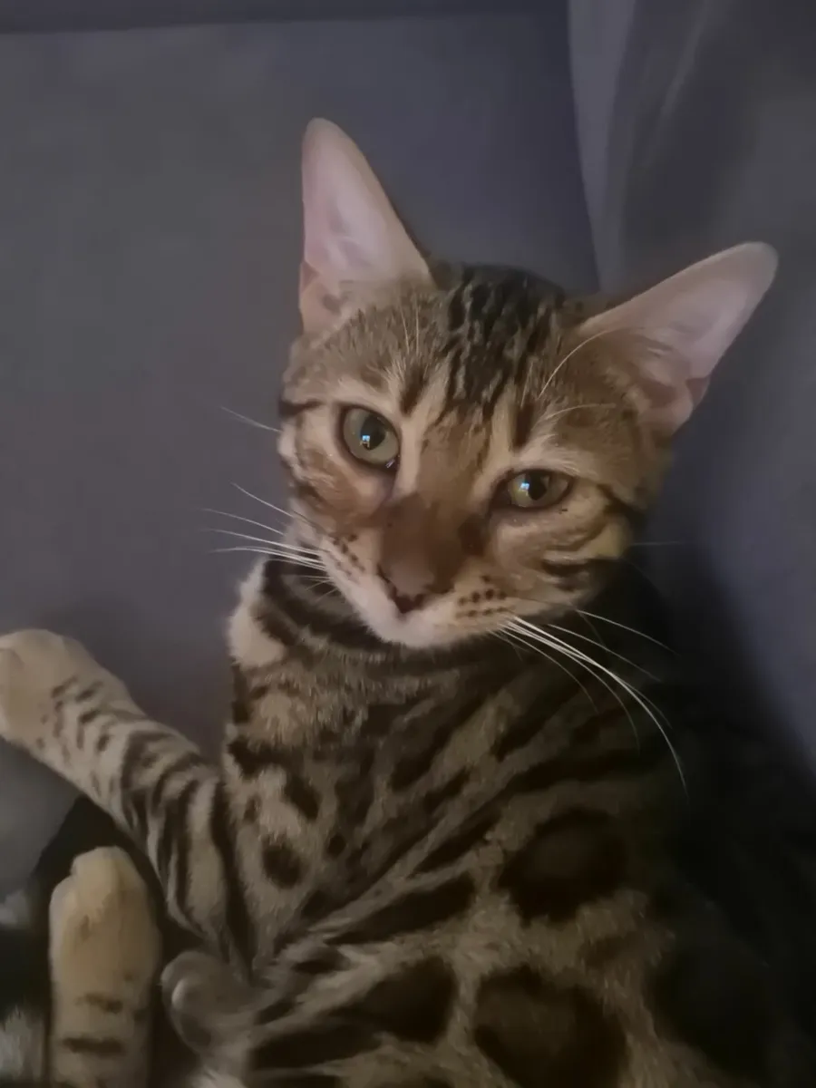 Bengal cat - Image 4