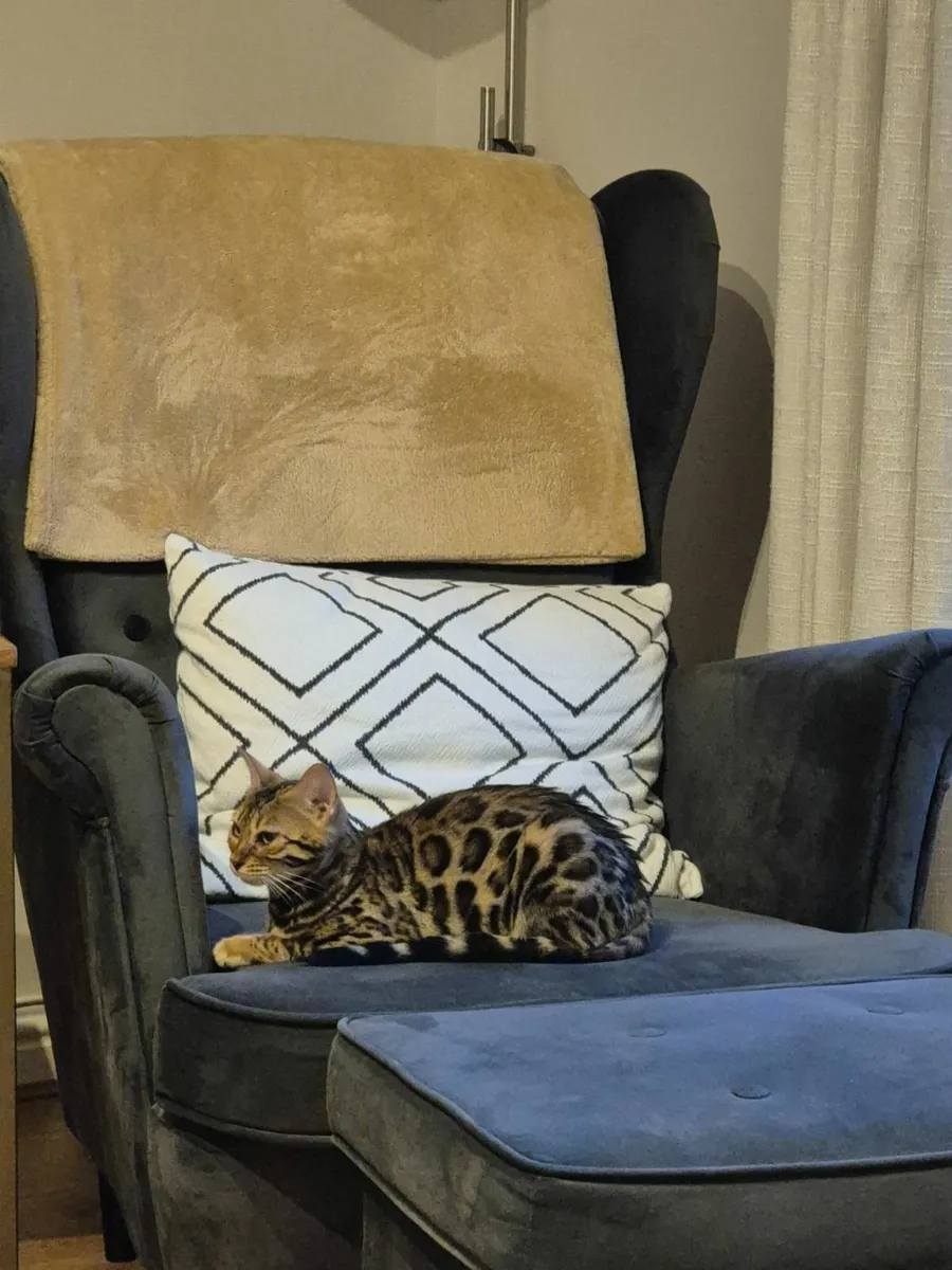 Bengal cat - Image 1