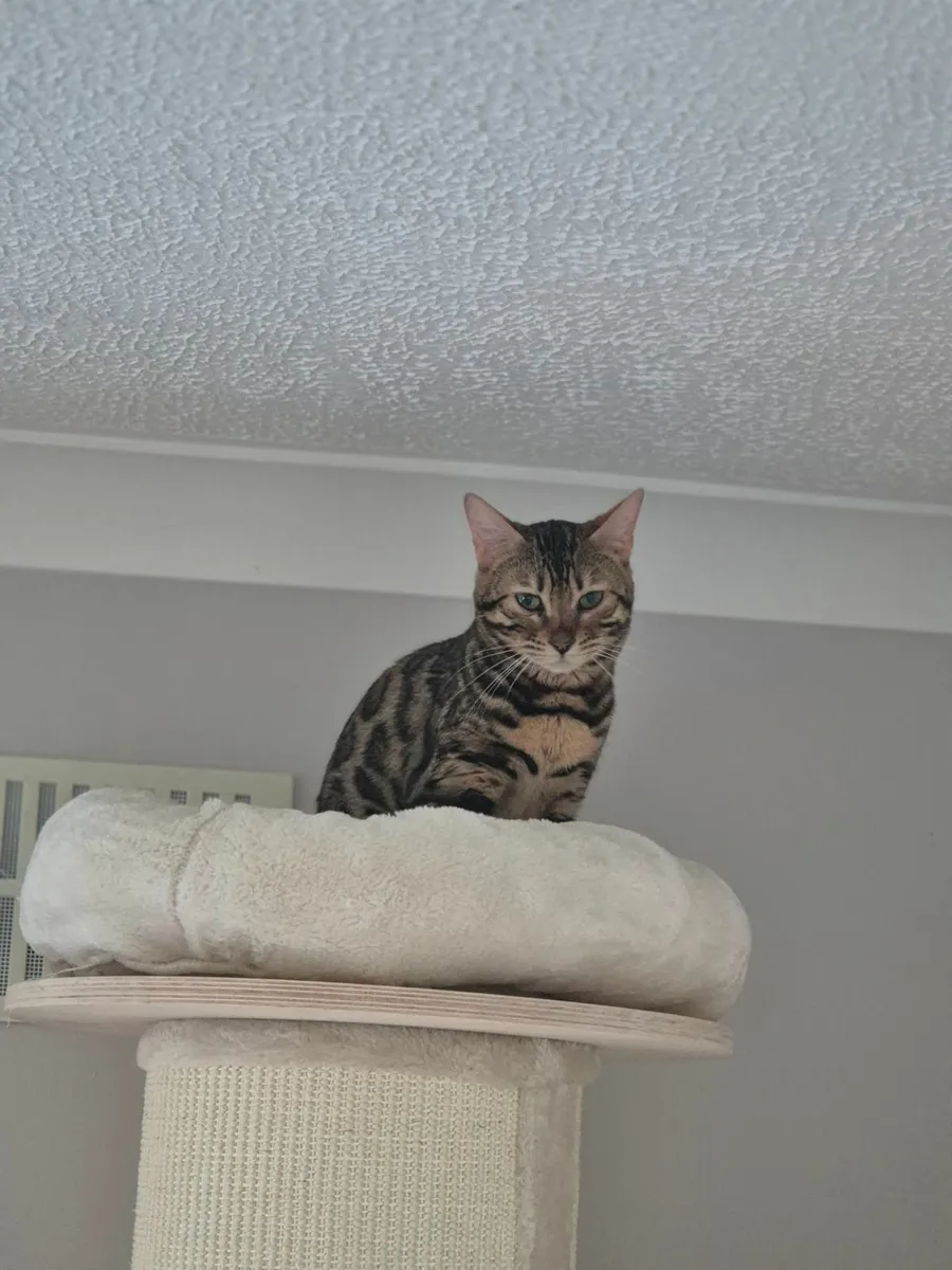 Bengal cat - Image 2