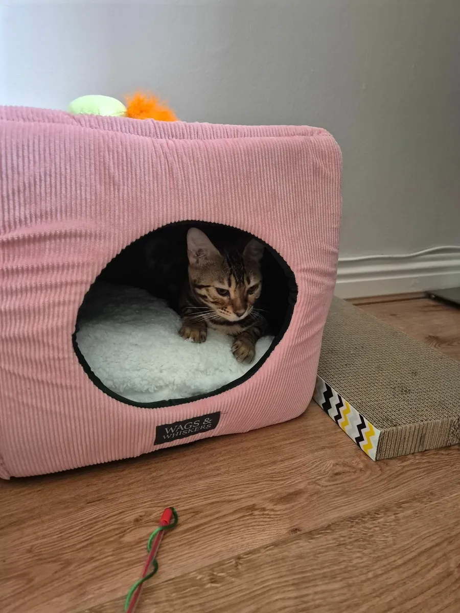 Bengal cat - Image 3