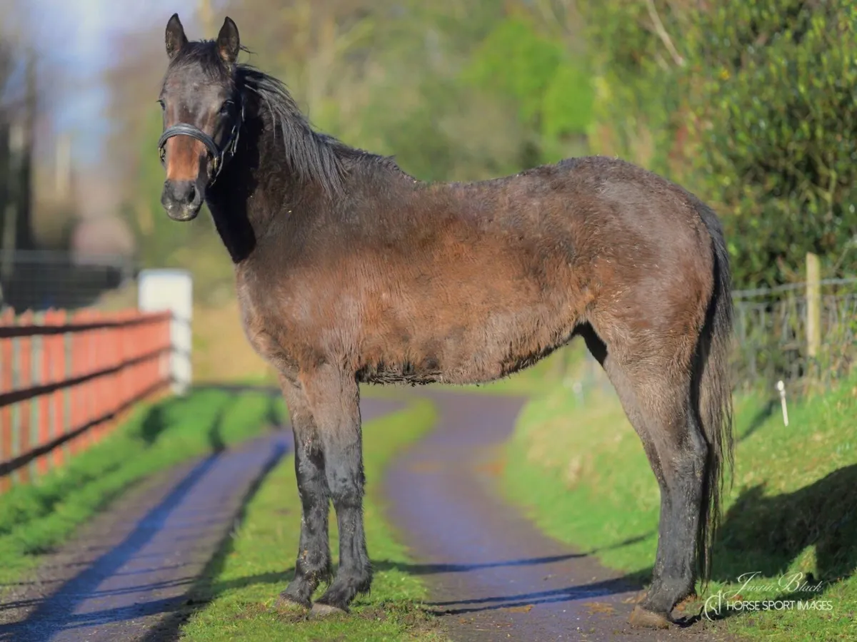 3yr old filly - Image 1