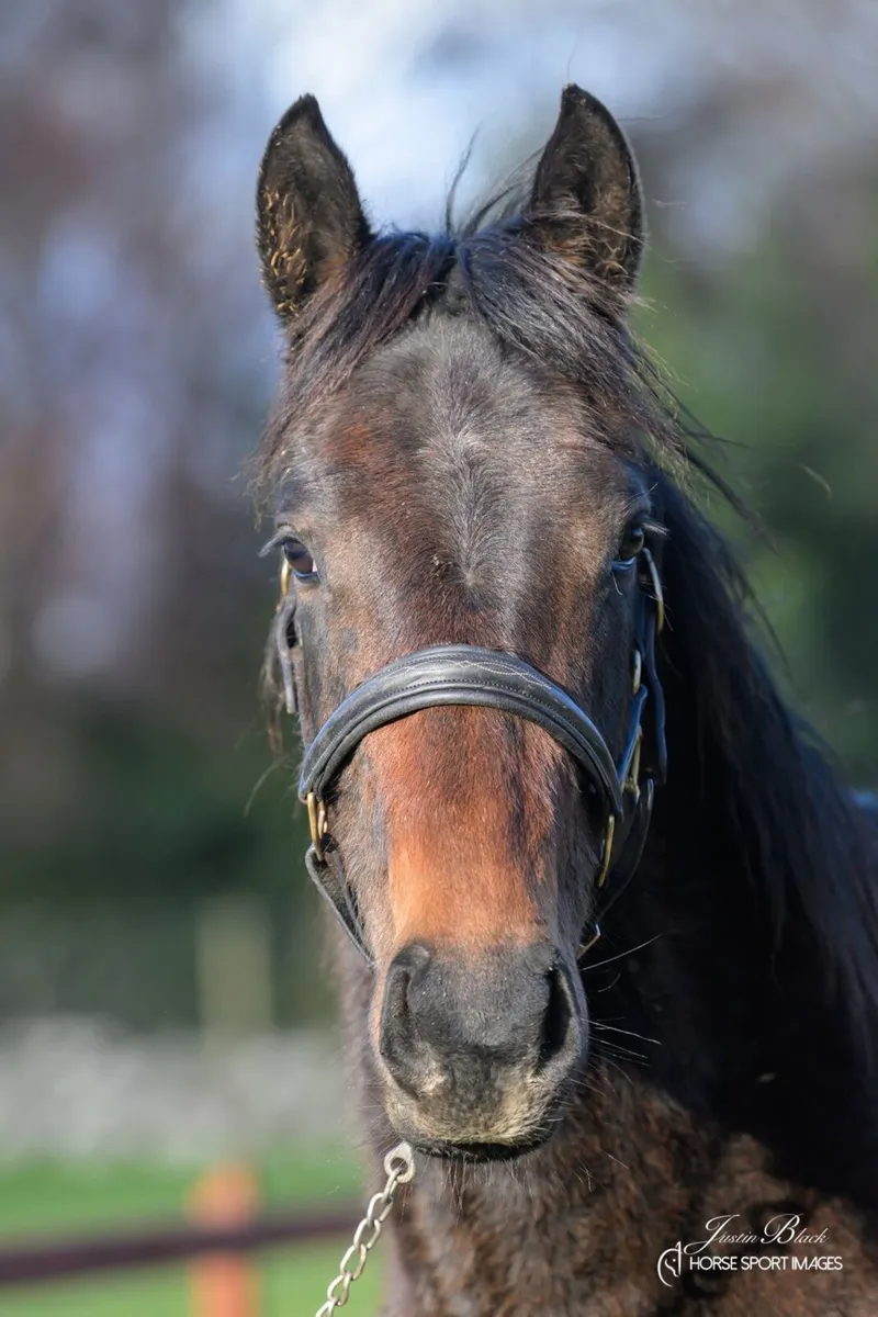 3yr old filly - Image 2