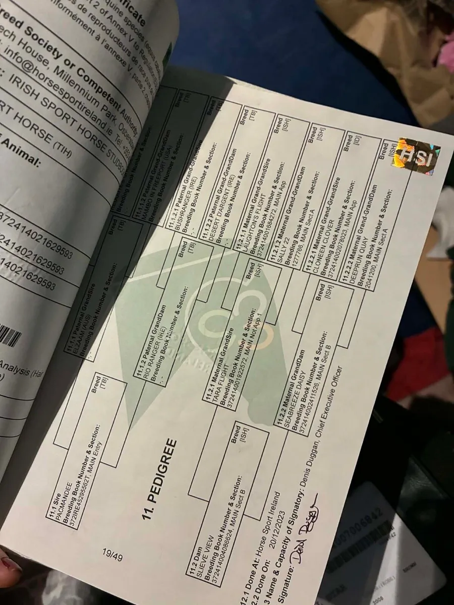 3yr old filly - Image 3