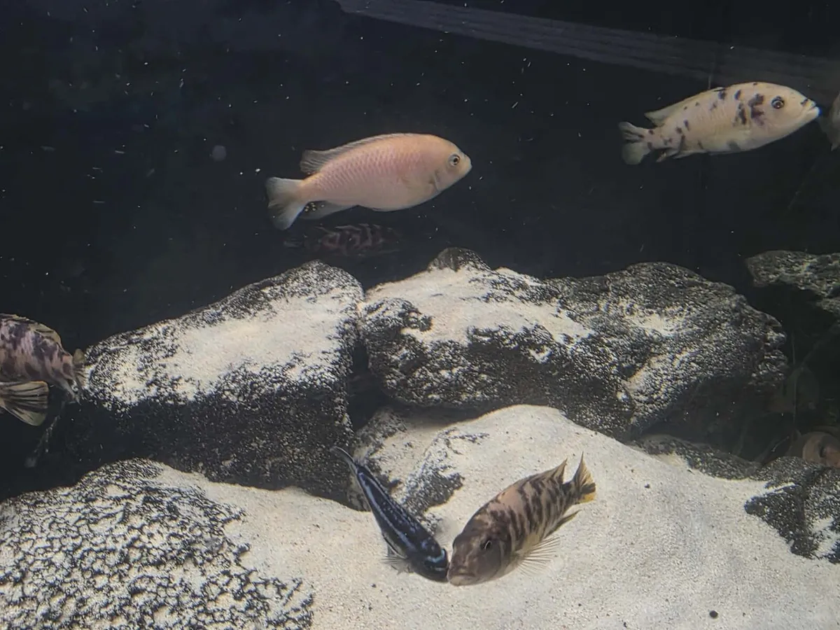 13x African Cichlids - Image 2