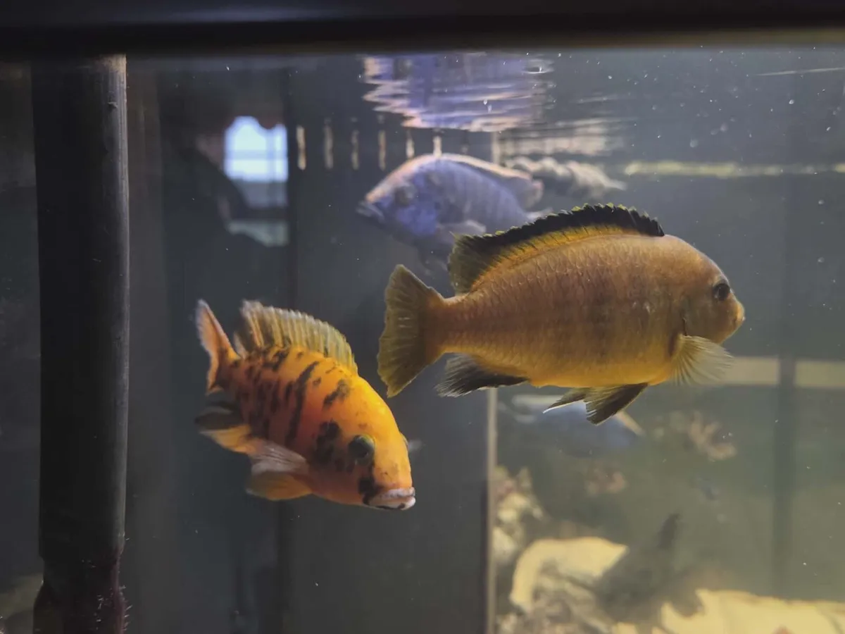 13x African Cichlids - Image 3