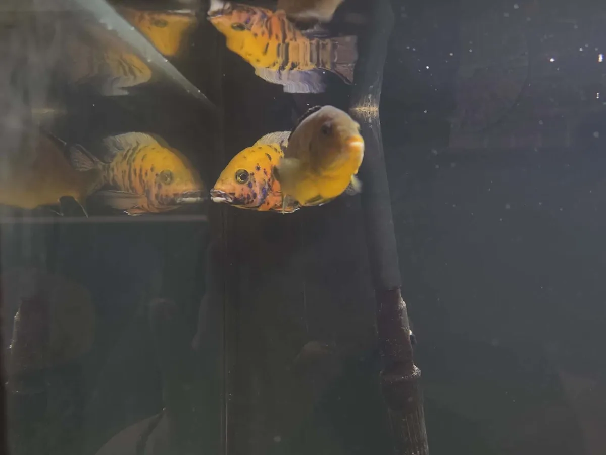 13x African Cichlids - Image 4